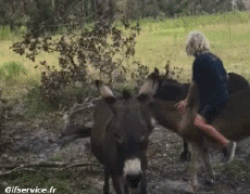 Humor -  Fun Tiere Esel 01 