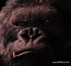 Humour - Fun Animaux Singes Serie 01 