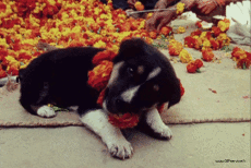 Humor -  Fun Tiere Hunde 03 