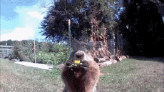 Humor - Fun Animales Marmotas 01 