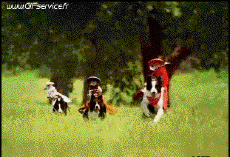 Humor -  Fun Animals Monkeys 01 