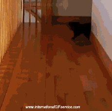 Humour - Fun Animaux Chiens Serie 01 