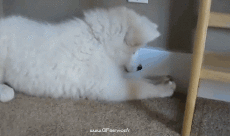 Humor - Fun Animales Perros 03 