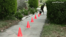 Humor -  Fun Tiere Hunde 02 