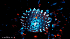 Humor - Fun Efectos 3d Stéreoscopique Wiggle 