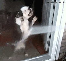 Humor - Fun Animales Perros 02 