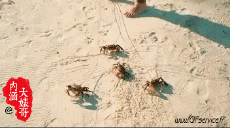 Umorismo -  Fun Animali Granchi 01 