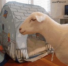 Humor -  Fun Animals Sheep 01 