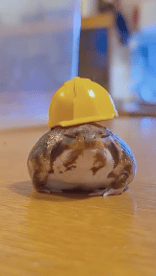 Humor -  Fun Animals Frogs 01 