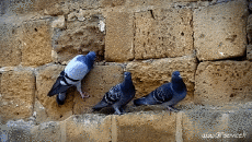 Humour - Fun Animaux Oiseaux Pigeon 