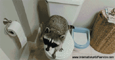 Humor -  Fun Animals Raccoons 01 