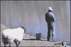 Humour - Fun Animaux Moutons 01 