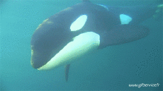 Humor -  Fun Animals Killer whales 01 