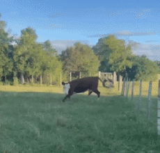 Humor -  Fun Animals Cows 01 