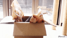 Humor -  Fun Animals Cats 04 