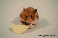 Umorismo -  Fun Animali Criceto 01 