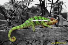 Humor -  Fun 3d Effekte Stéreoscopique Wiggle avec Matrice 