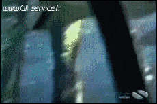 Humour - Fun Animaux Requins 01 