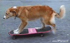 Humor -  Fun Tiere Hunde 01 