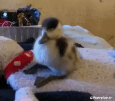 Humor - Fun Animales Pájaros Varios 