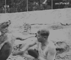 Humour - Fun Animaux Kangourous 01 