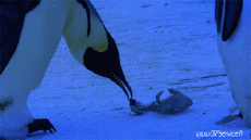 Humor -  Fun Animals Penguins 01 