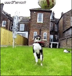 Humor -  Fun Animals Dogs 02 