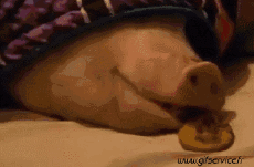 Humor -  Fun Tiere Schweine - Wildschweine 01 