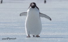 Humor -  Fun Tiere Pinguine 01 