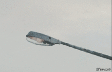 Humor -  Fun Tiere Geflügel Möwen 