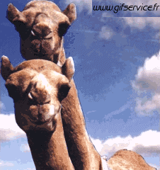 Humor - Fun Animales Camellos 01 