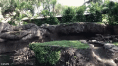 Humour - Fun Animaux Loutres 01 