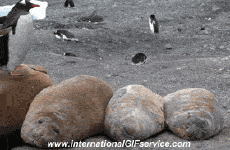 Humour - Fun Animaux Pingouins 01 