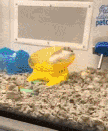 Humour - Fun Animaux Hamster 01 