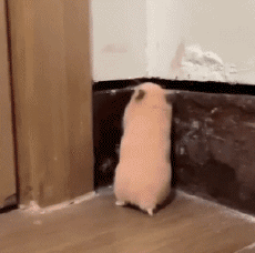 Humour - Fun Animaux Hamster 01 