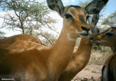 Humor -  Fun Animals Deer - Fawn 01 