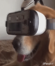 Humor -  Fun Tiere Hunde 04 