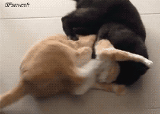 Humour - Fun Animaux Chats Serie 05 