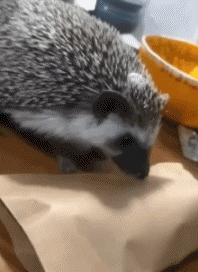 Humor - Fun Animales Erizos 01 