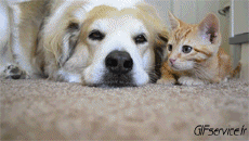 Humour - Fun Animaux Chats Serie 04 