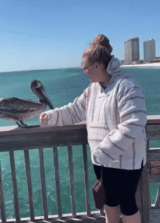 Humour - Fun Animaux Oiseaux Pélicans 