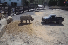 Humour - Fun Animaux Rhinocéros 01 