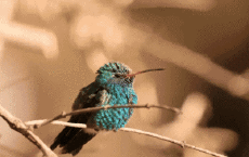 Humor -  Fun Tiere Geflügel Kolibri 