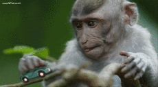 Humour - Fun Animaux Singes Serie 01 