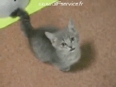 Humour - Fun Animaux Chats Serie 03 