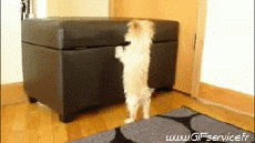 Humor -  Fun Animals Dogs 02 