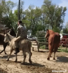 Humor -  Fun Tiere Esel 01 