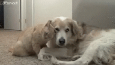 Humor - Fun Animales Gatos 04 