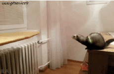 Humor - Fun Animales Hurones 01 