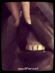 Humour - Fun Animaux Chevaux Serie 01 